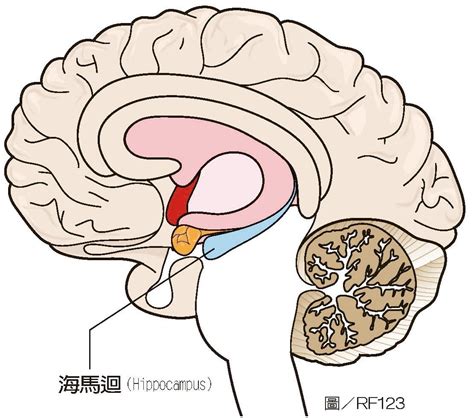 海馬迴|大腦萎縮26歲就開始！瑞典腦科學實證：讓海馬迴持續。